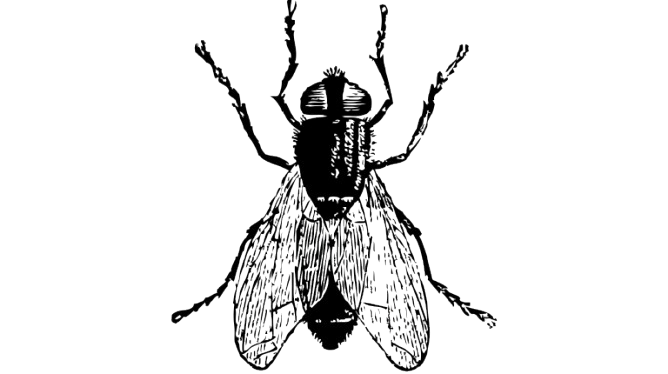 Flies Control