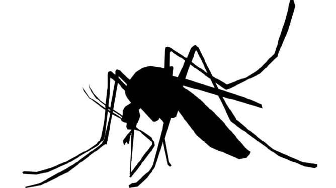 Mosquito Control
